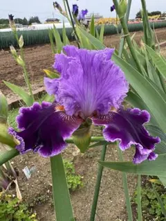 ジャーマンアイリス　アバウトタウン① 1芽のサムネイル