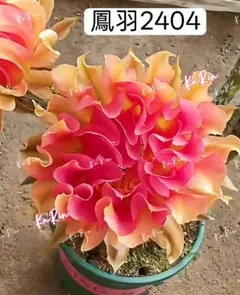 2026年最新】花サボテン カキコの人気アイテム - メルカリ