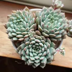 多肉植物　エケベリア　クリッシーエヌライアン② 根付き