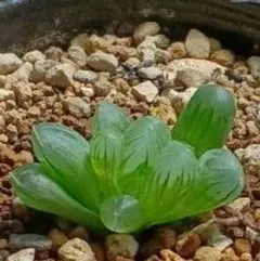 きんぎょん様 リクエスト 2点 まとめ商品