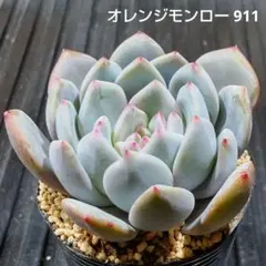 MKJ様 リクエスト 3点 まとめ商品