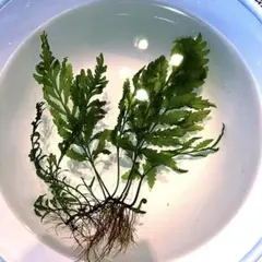 2026年最新】ボルビティスの人気アイテム - メルカリ