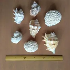 貝　珊瑚