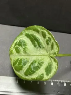 2025年最新】アンスリウムレッドクリスタリナムの人気アイテム