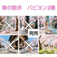 確認用　Tabitꕤ︎︎様パネル　春の散歩　パピヨン２種