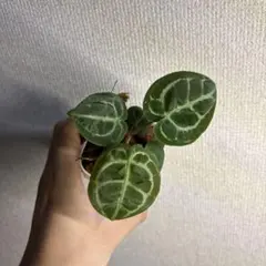 Anthurium Silver Tiger✖️SKG Silver - メルカリ