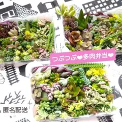 つぶつぶ多肉弁当 30種90カット以上 寄せ植え もりもりセダム 匿名配送のサムネイル