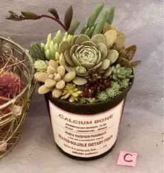 C 多肉植物　寄せ植え　育て方メモつき❤️ カラフル　初心者