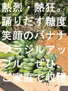 210㎝◆TVで絶賛＝絶対糖度★ドワーフナムワ、の頂点＝ヌアンジュン.バナナ苗 210㎝◇TVで絶賛＝絶対糖度◇ドワーフナムワ、の頂点＝ヌアンジュン