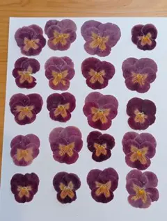 Item thumbnail for item c6627f0c-efcd-42fa-b97e-7ec98a353cae