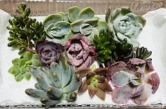 多肉植物　エケベリア　カット苗　寄せ植えセット　詰め合わせ　ワンコイン