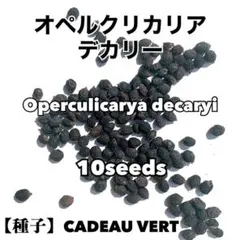 Operculicarya★ オペルクリカリア デカリー 種子10粒プラス1粒のサムネイル