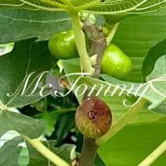 2025年最新】Black Madeira KK の人気アイテム - メルカリ