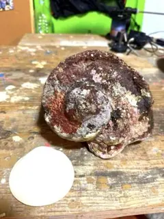 ⭐️特大夜光貝⭐️貝殻 約1.9kg ハンドメイド素材や置物等| ヤマダ
