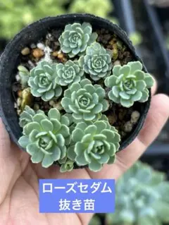 2026年最新】多肉植物抜き苗の人気アイテム - メルカリ