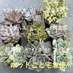 多肉植物　セット③