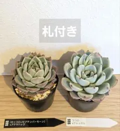 SSSさん苗【札付き】2苗セット ポットごとメルカリ便発送 - メルカリ