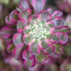 アエオニウム・銅花順錦（大） - メルカリ