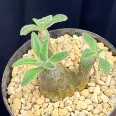 パキポ風扁平多頭美株！　レウコスリクス　チレコドン　多肉植物　塊根植物　実生 パキポ風扁平多頭美株！ レウコスリクス チレコドン 多肉植物 塊根植物