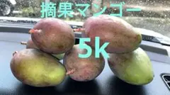 2026年最新】摘果マンゴーの人気アイテム - メルカリ