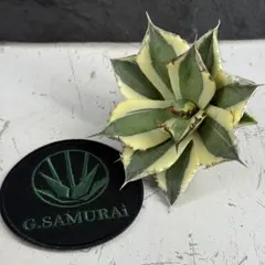 2025年最新】スナグルトゥースの人気アイテム - メルカリ