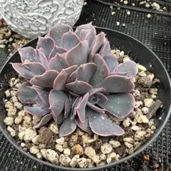 在庫4❣️シャビアナトリュフ❣️カット苗 ランダムエケベリア 寄せ