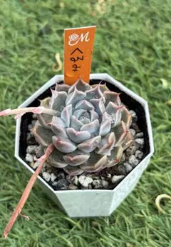 多肉植物 エケベリア miyaさん苗 命名種 miya sp no.1 専用 多肉植物 エケベリア miyaさん苗 命名種 miya sp no.1 - メルカリ