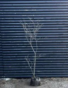 2026年最新】山採り ナツハゼの人気アイテム - メルカリ