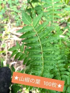 2026年最新】山椒の葉、の人気アイテム - メルカリ