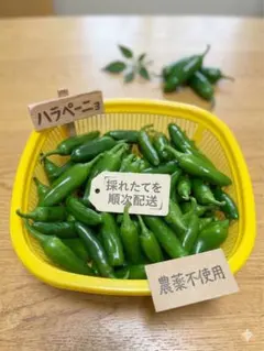 農薬不使用 ハラペーニョ 約800g 自家栽培 青唐辛子 採れたて新鮮発送のサムネイル