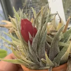 2025年最新】チランジア・スプレンゲリアナの人気アイテム - メルカリ