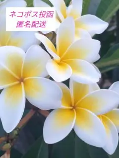 プルメリア カット苗 ハワイ植物 - メルカリ