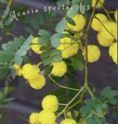✨Spectabilis 