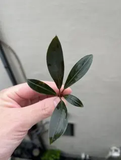 陰性水草 Bucephalandra motleyana Padawan黒葉② - メルカリ