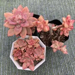 アスカ様 リクエスト 3点 まとめ商品