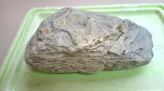 自然石　水槽用、置物