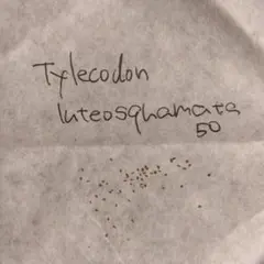 チレコドン・ルテオスカマタ 種子50粒 Tylecodonのサムネイル