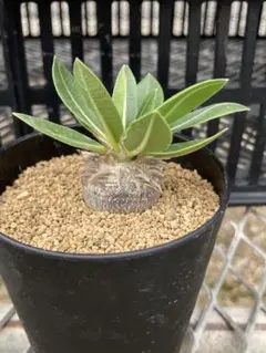 パキポディウム　恵比寿大黒　No.001　鉢、送料込　メルカリ便 パキポディウム 恵比寿大黒 No.001 鉢、送料込 メルカリ便