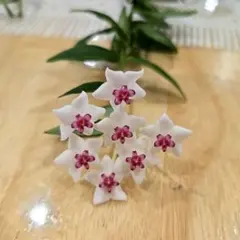 ホヤ植物、ホヤベラ、セブンスターのサムネイル