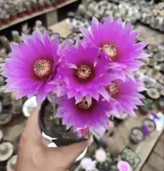 多肉植物 丸弁八重咲き・花サボテン ウィッチカーペット 【国王厳選