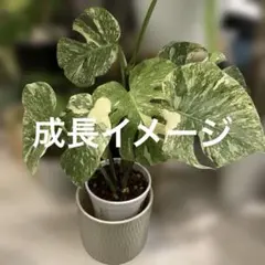 う*ー様 アロカシア ビスマ バリエガータ 斑入り - メルカリ