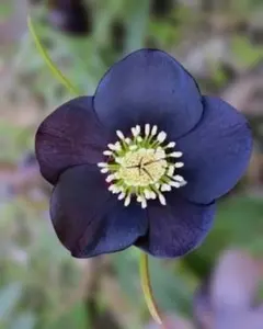 クリスマスローズ