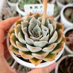 2026年最新】プリンセスパール 多肉植物の人気アイテム - メルカリ