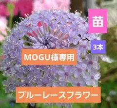 MOGU様専用　ブルーレースフラワー　4点
