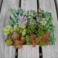 多肉植物 カット苗 詰め合わせ 寄せ植えセット このまま発送【四種郵便】のサムネイル