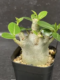 2025年最新】アデニウム ドワーフの人気アイテム - メルカリ