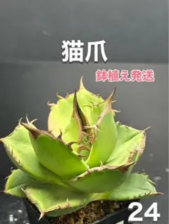 2025年最新】アガベ猫爪の人気アイテム - メルカリ
