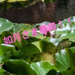 如月さま専用！！新品。未使用。SnowMan深澤辰哉チルぬい