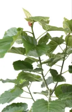 フィカス　ウンベラータ　観葉植物のサムネイル