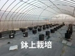 希少　清水白桃苗木　3年生